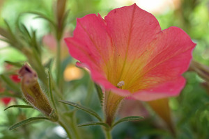 Pink Petunia