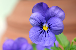 Blue Pansy