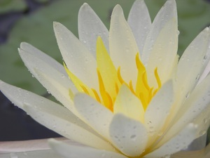 White Water Lily