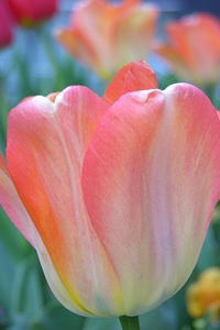 Orange Tulip