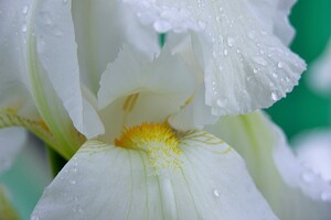 White Iris