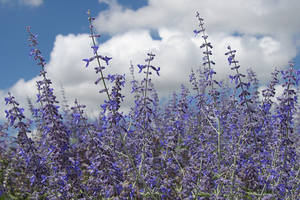 New Mexico Purple Sage Bush
