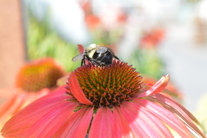 Bee On Flower