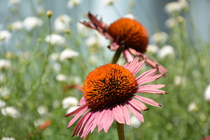Pink Coneflowers