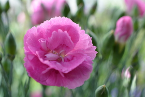 Pink Carnation