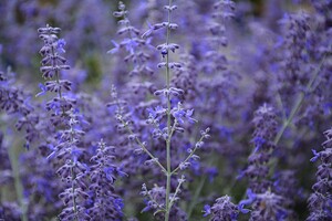 Purple Sage Bush