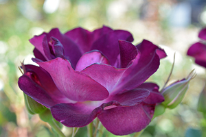 Purple Rose
