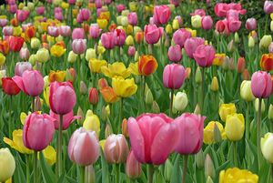 Tulip Garden 