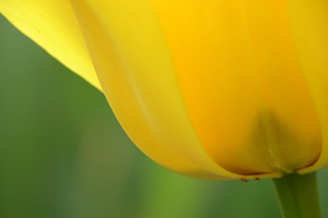 Yellow Tulip 