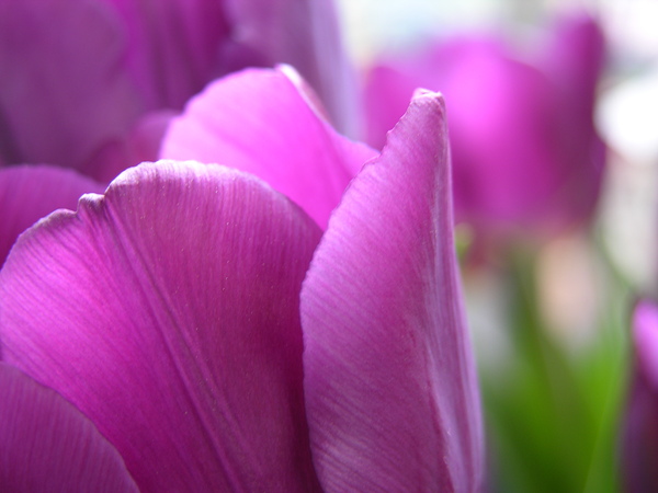 Purple Tulips Print