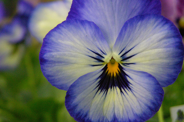 Blue Pansy Print