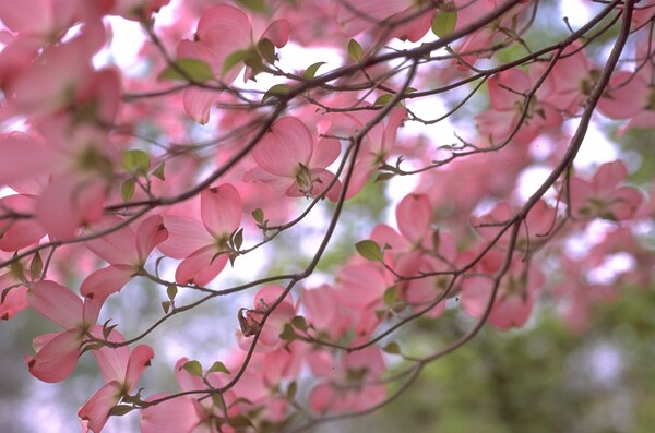 Pink Dogwoods Print