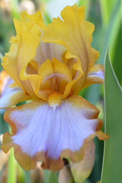 Orange Iris Print