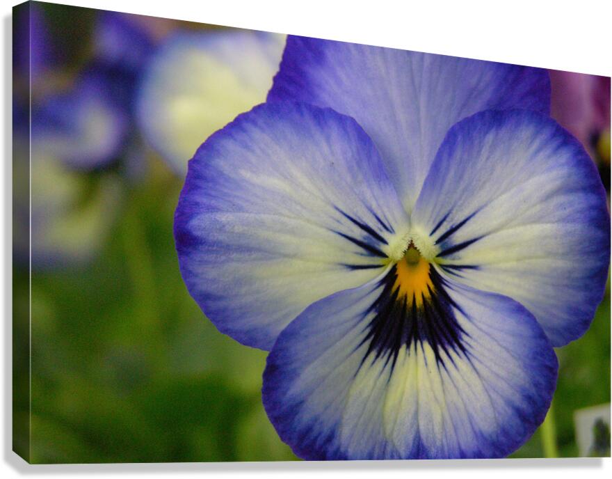 Blue Pansy Canvas Print