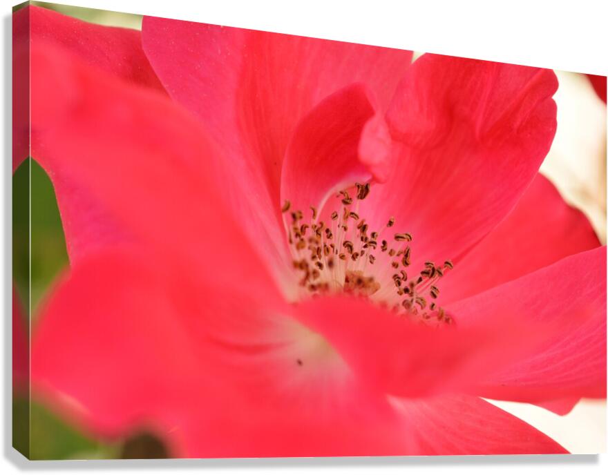 Red Rose Canvas Print