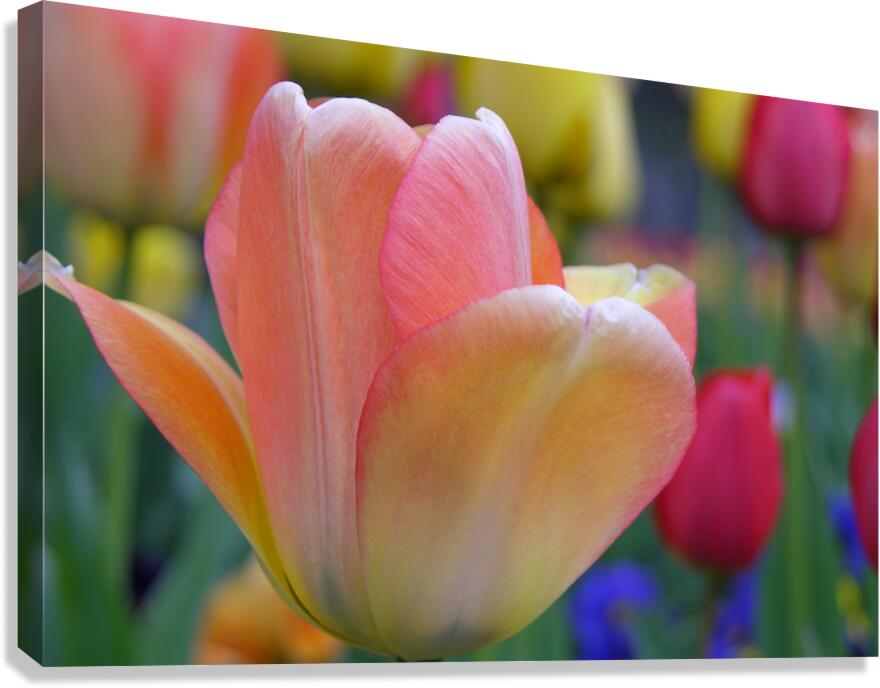Orange Tulip Canvas Print
