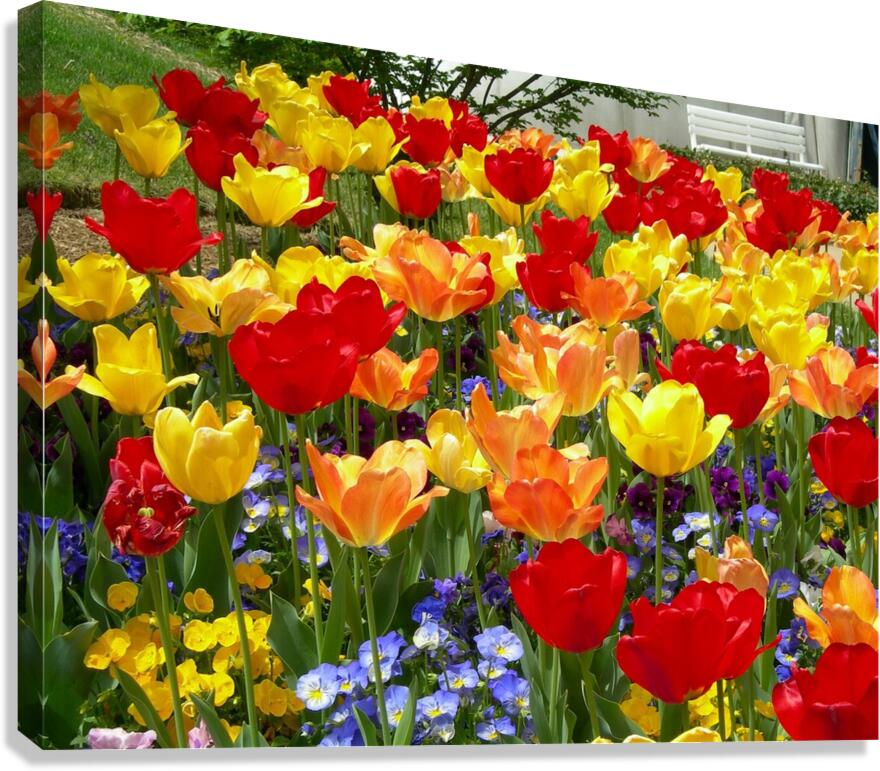 Tulip Garden Canvas Print
