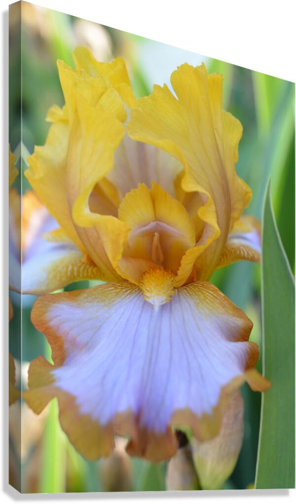 Orange Iris Canvas Print