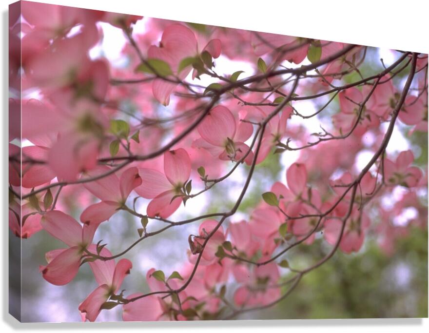 Pink Dogwoods Canvas Print