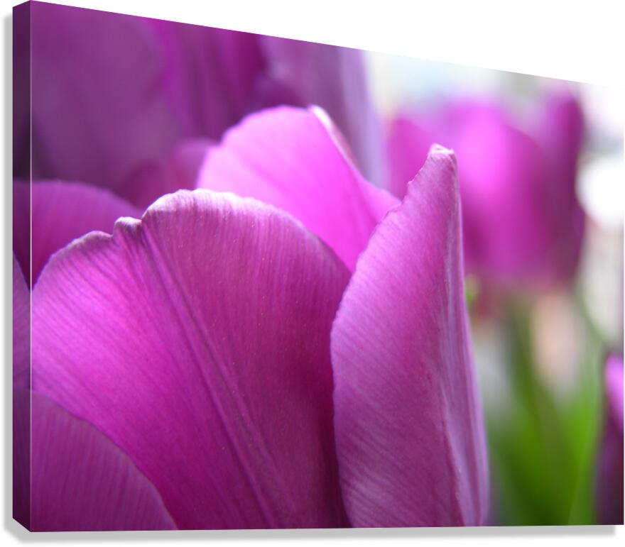 Purple Tulips Canvas Print
