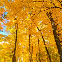Fall Foliage