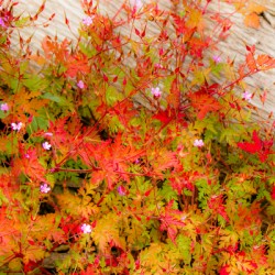 Joyful Geraniums