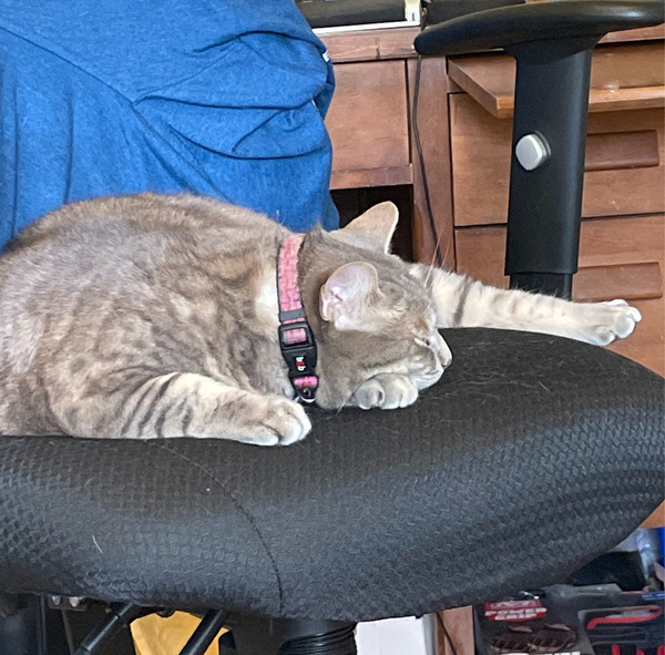 Sleeping Cat by Carla Rudberg-Chin