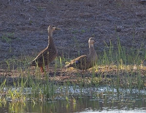 IMG 8955MottledDucks
