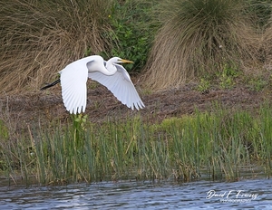 IMG 9010GreatWhiteHuron