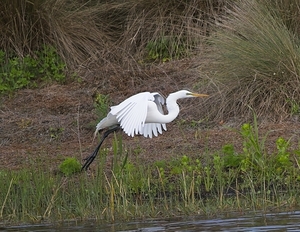 IMG 9020GreatWhiteHuron