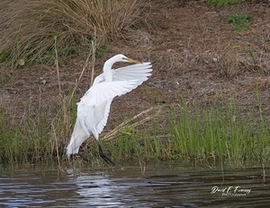 IMG 9023GreatWhiteHuron