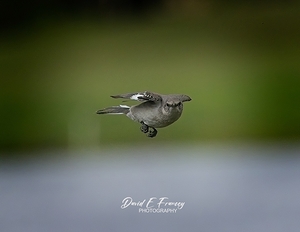 IMG 9358MockingBird   Copy   Copy