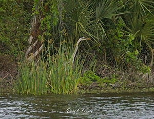 IMG 9463GreatBlueHuron