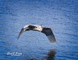 IMG 9689GreatBlueHuron