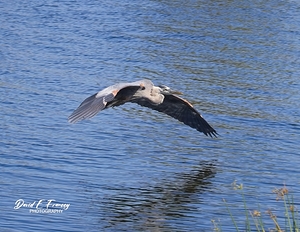 IMG 9691GreatBlueHuron