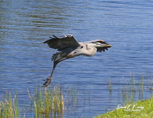 IMG 9696GreatBlueHuron