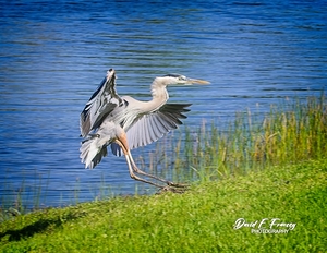 IMG 9698GreatBlueHuron