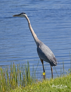 IMG 9727GreatBlueHuron
