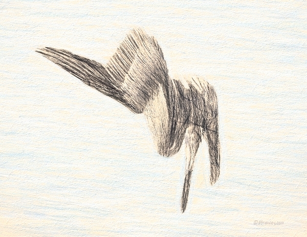 PelicanSketch3 Print