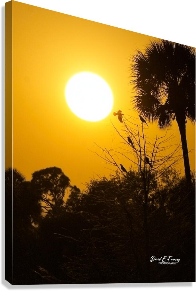 IMG 7934 Canvas Print