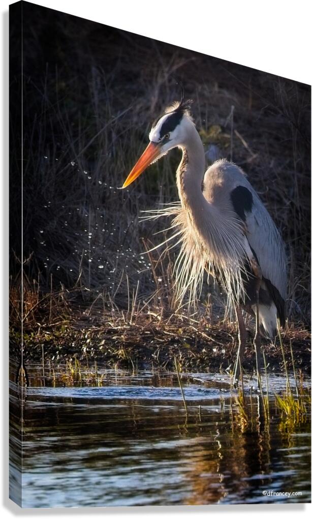 GreatBlueHeron Canvas Print