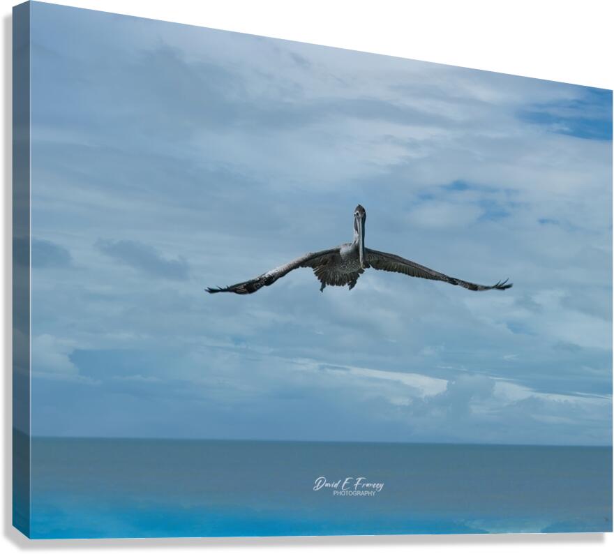 Pelican3 Canvas Print