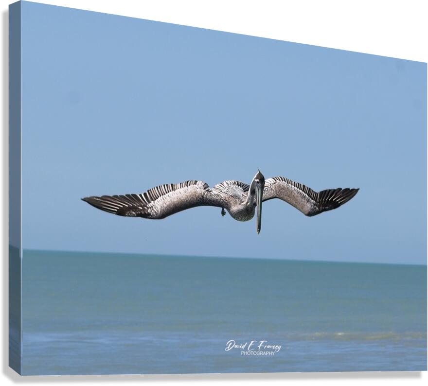 IMG 1679 Canvas Print