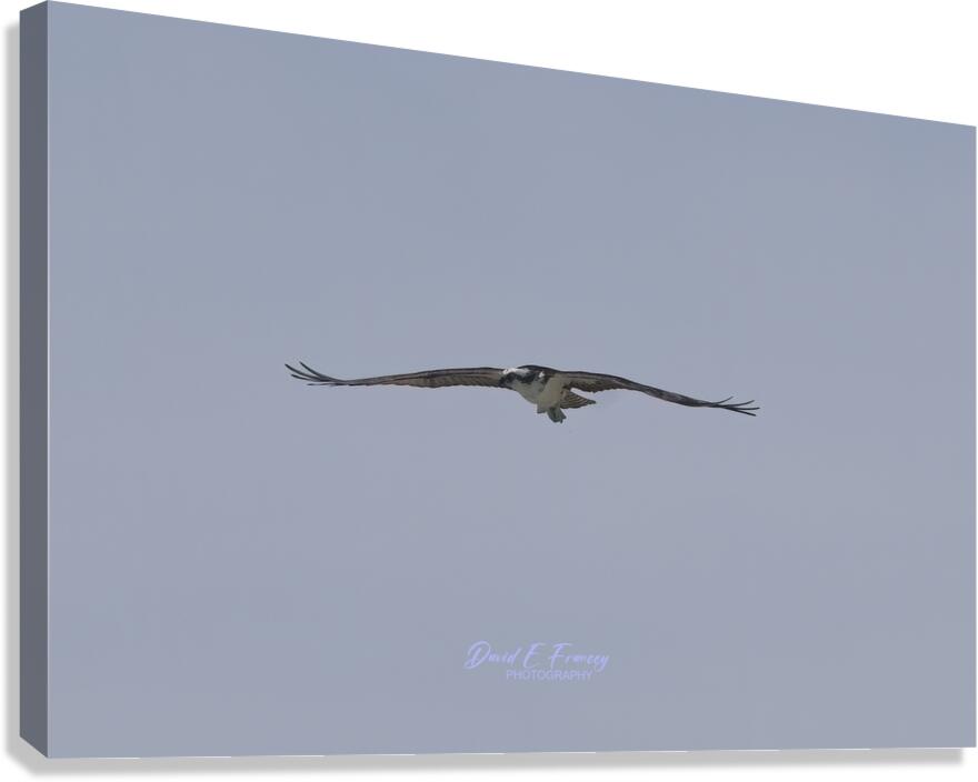 IMG 0091Osprey Canvas Print
