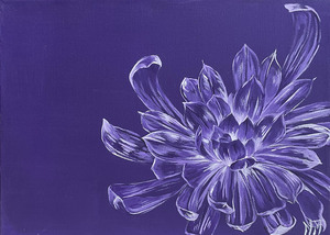 Chrysanthemum