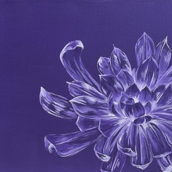 Chrysanthemum