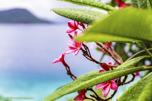 Annaberg Frangiapani by T Franklin Photography
