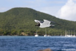 Laughing Tern in Flight by T Franklin Photography