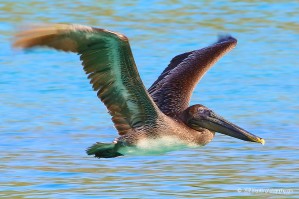 Trunk Bay Pelican by T Franklin Photography