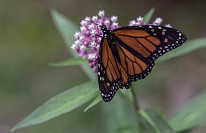 Monarch Butterfly